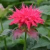 Monarda 'Pink Supreme' -Plants Sales Store MONA T64436 A h