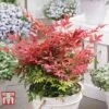 Nandina Domestica 'Obsessed' -Plants Sales Store NAND KB0730 A