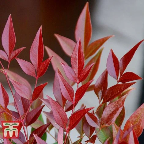 Nandina Domestica 'Obsessed' 4 Nandina Domestica 'Obsessed' - Image 2