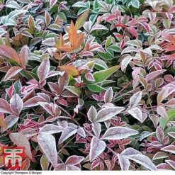 Nandina Domestica 'Obsessed' 9 Nandina Domestica 'Obsessed' -Plants Sales Store NAND KB0730 C