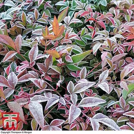 Nandina Domestica 'Obsessed' 5 Nandina Domestica 'Obsessed' - Image 3