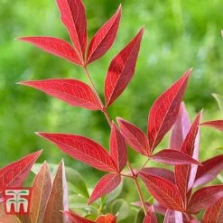 Nandina Domestica 'Obsessed' 10 Nandina Domestica 'Obsessed' -Plants Sales Store NAND KB0730 E