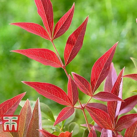 Nandina Domestica 'Obsessed' 6 Nandina Domestica 'Obsessed' - Image 4