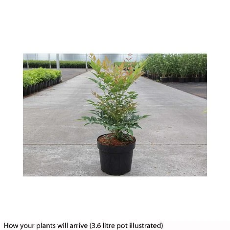 Nandina Domestica 'Gulfstream' 4 Nandina Domestica 'Gulfstream' - Image 2