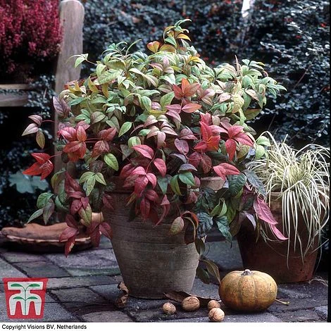 Nandina Domestica 'Fire Power' 3 Nandina Domestica 'Fire Power'