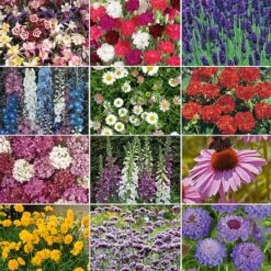 Nurserymans Choice Perennial Mix 36 Plugs + 5 Seeds -Plants Sales Store NURS WKF0172 C