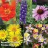 Nurserymans Choice Perennial Mix 36 Plugs + 5 Seeds 1 Nurserymans Choice Perennial Mix 36 Plugs + 5 Seeds -Plants Sales Store NURS WKF0172 D