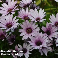 Hardy Osteospermum Collection -Plants Sales Store OSTE SENNANSUN S43887