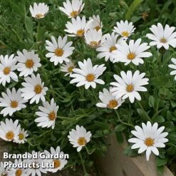 Hardy Osteospermum Collection -Plants Sales Store OSTE SNOWPIXIE S11502