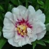 Peony 'Cora Louise' -Plants Sales Store PAEO T74172 A h