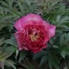 Peony 'Hillary' -Plants Sales Store PAEO T74182 A h
