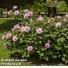 Peony 'Pink Double Dandy' -Plants Sales Store PAEO DOUBLEDAN W30388