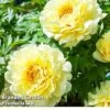 Peony 'Sonoma YeDo' 1 Peony 'Sonoma YeDo' -Plants Sales Store PAEO SONOMAYED W30390
