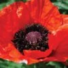 Poppy 'Beauty Of Livermere' -Plants Sales Store PAPA T64460 A h