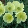 Poppy 'Pacino' -Plants Sales Store PAPA T64466 A h