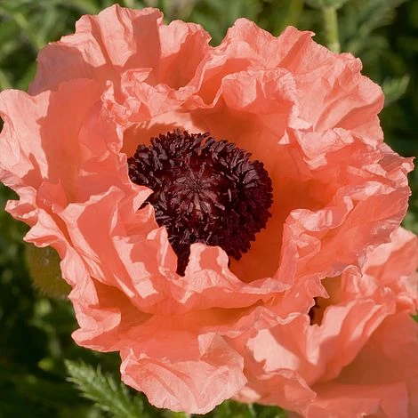 Poppy 'Victoria Louise' 3 Poppy 'Victoria Louise'