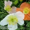 Alpine Poppy Mixed -Plants Sales Store PAPA ALPINUMMI1