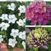 Perfect Patio Collection 2 Perfect Patio Collection -Plants Sales Store PATI MSE A