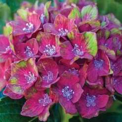 Perfect Patio Collection 12 Perfect Patio Collection -Plants Sales Store PATI MSE C