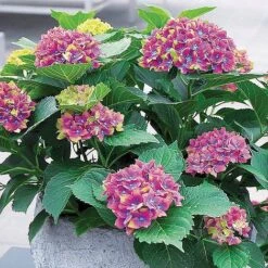 Perfect Patio Collection 17 Perfect Patio Collection -Plants Sales Store PATI MSE E
