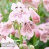 Penstemon 'Pink Bedder' 1 Penstemon 'Pink Bedder' -Plants Sales Store PENS KC9125 A