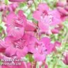 Penstemon 'Purple Bedder' -Plants Sales Store PENS KC9126 A