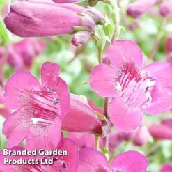 Penstemon 'Purple Bedder' 5 Penstemon 'Purple Bedder' -Plants Sales Store PENS KC9126 B