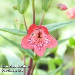 Penstemon 'Windsor Red' 5 Penstemon 'Windsor Red' -Plants Sales Store PENS KC9127 B