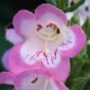 Penstemon 'Appleblossom' 2 Penstemon 'Appleblossom' -Plants Sales Store PENS T64480 B h