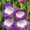 Penstemon 'Pensham Czar' -Plants Sales Store PENS T64512 A h