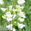 Penstemon 'Pensham Arctic Fox' 1 Penstemon 'Pensham Arctic Fox' -Plants Sales Store PENS ARCTICFOX1