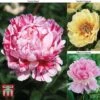 Peony 'Trio' Collection -Plants Sales Store PEON TKA1052 A