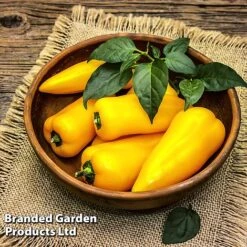 Pepper And Chilli Collection 7 Pepper And Chilli Collection -Plants Sales Store PEPP PILLARYEL L38583