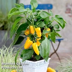 Vegetable Windowsill Collection 11 Vegetable Windowsill Collection -Plants Sales Store PEPP PILLARYEL S60746