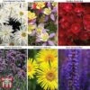 Small Best Value Perennial Collection -Plants Sales Store PERE WKB8733 A