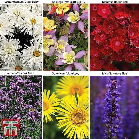 Small Best Value Perennial Collection 3 Small Best Value Perennial Collection