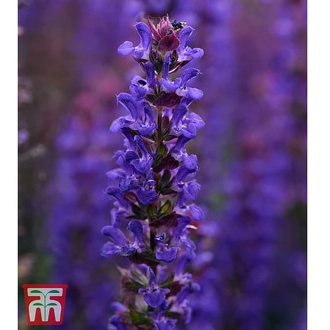 Small Best Value Perennial Collection 4 Small Best Value Perennial Collection - Image 2