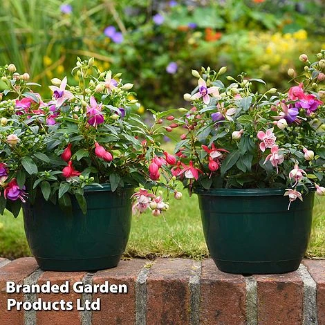 Fuchsia Trailing Pre-Planted Basket 4 Fuchsia Trailing Pre-Planted Basket - Image 2