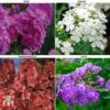 Phlox Paniculata 'Fragrant Collection' 1 Phlox Paniculata 'Fragrant Collection' -Plants Sales Store PHLO 11935 A1