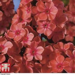 Phlox Paniculata 'Fragrant Collection' -Plants Sales Store PHLO 11935 D