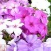 Phlox Paniculata Mixed -Plants Sales Store PHLO T82174 A
