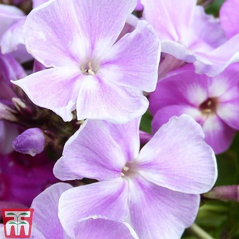 Phlox Paniculata Mixed 4 Phlox Paniculata Mixed - Image 2