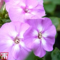 Phlox Paniculata Mixed 8 Phlox Paniculata Mixed -Plants Sales Store PHLO T82174 C