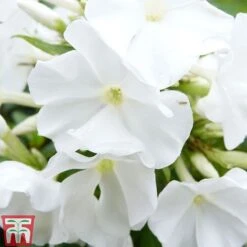 Phlox Paniculata Mixed 9 Phlox Paniculata Mixed -Plants Sales Store PHLO T82174 D