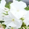 Phlox Paniculata 'White Flame' -Plants Sales Store PHLO T82182 A