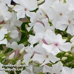 Phlox Paniculata 'Famous White Eye' -Plants Sales Store PHLO FAMWHITE S35418