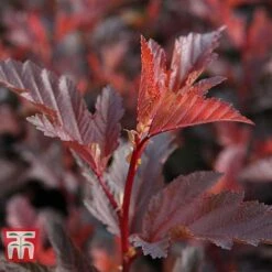 Physocarpus Opulifolius 'Little Angel' -Plants Sales Store PHYS T68148 E