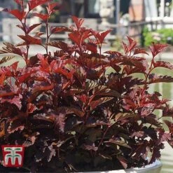 Physocarpus Opulifolius 'Little Angel' -Plants Sales Store PHYS T68148 G