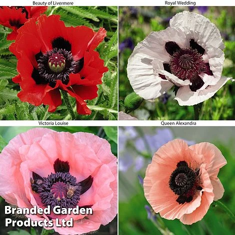 Poppy Oriental Collection 3 Poppy Oriental Collection