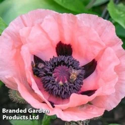 Poppy Oriental Collection 10 Poppy Oriental Collection -Plants Sales Store POPP MH 83483 D